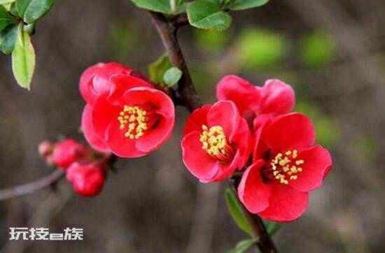 海棠树什么时候开花(盆栽海棠花花期时间有多久)-图片8